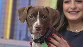 Good Day Atlanta Pet of the Day: Wall-E