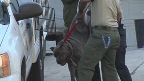 Teen attacked by group of dogs at family's Thousand Oaks home