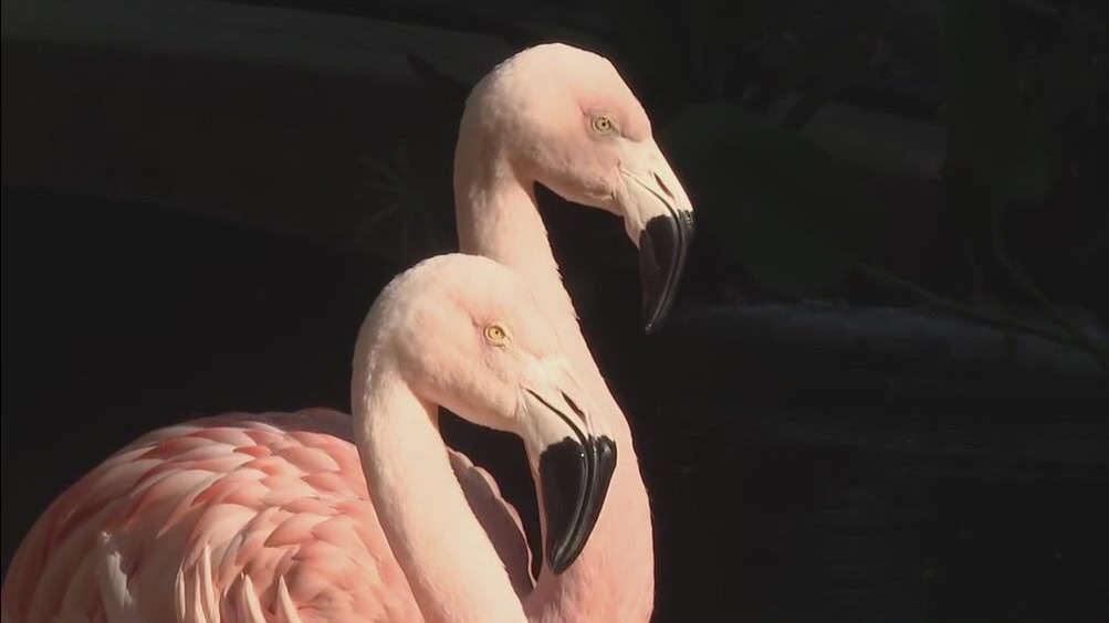 Florida considers flamingo as new state bird