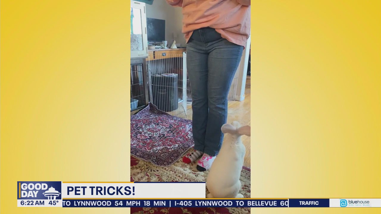 Pet Tricks for Thursday, May 15