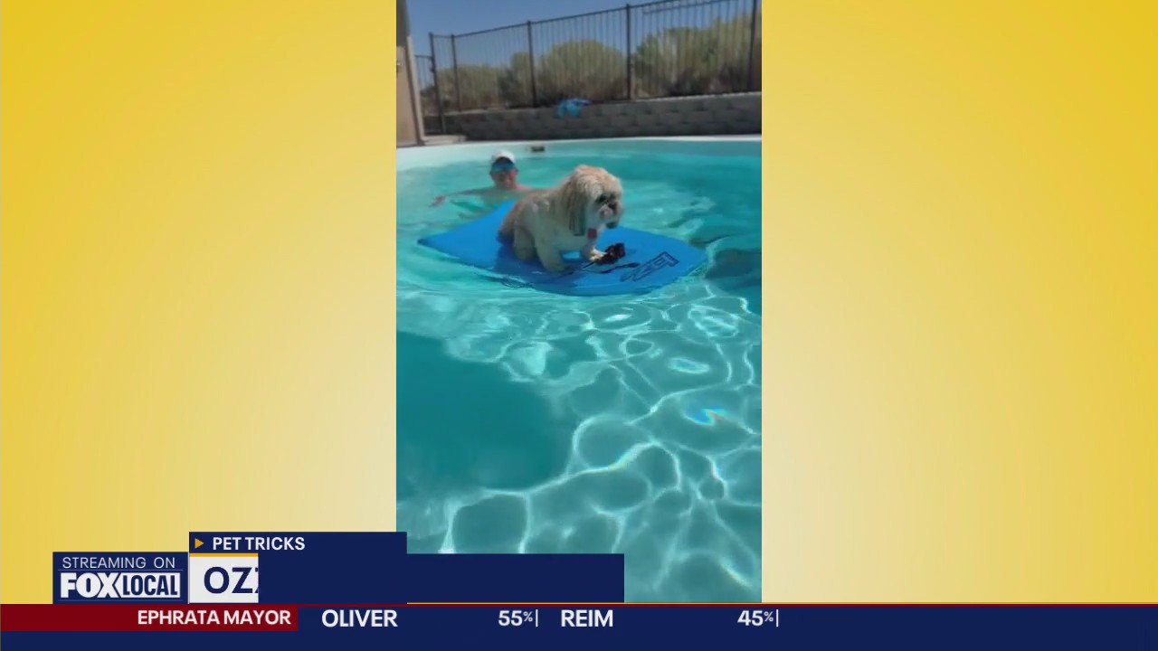 Good Day Pet Tricks for Wednesday, Nov. 5