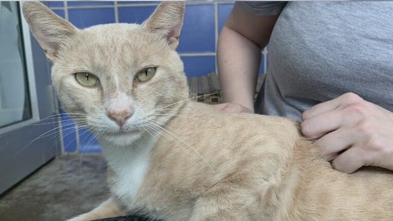 Austin Animal Center introduces 'Pet of the Week' Pinkman