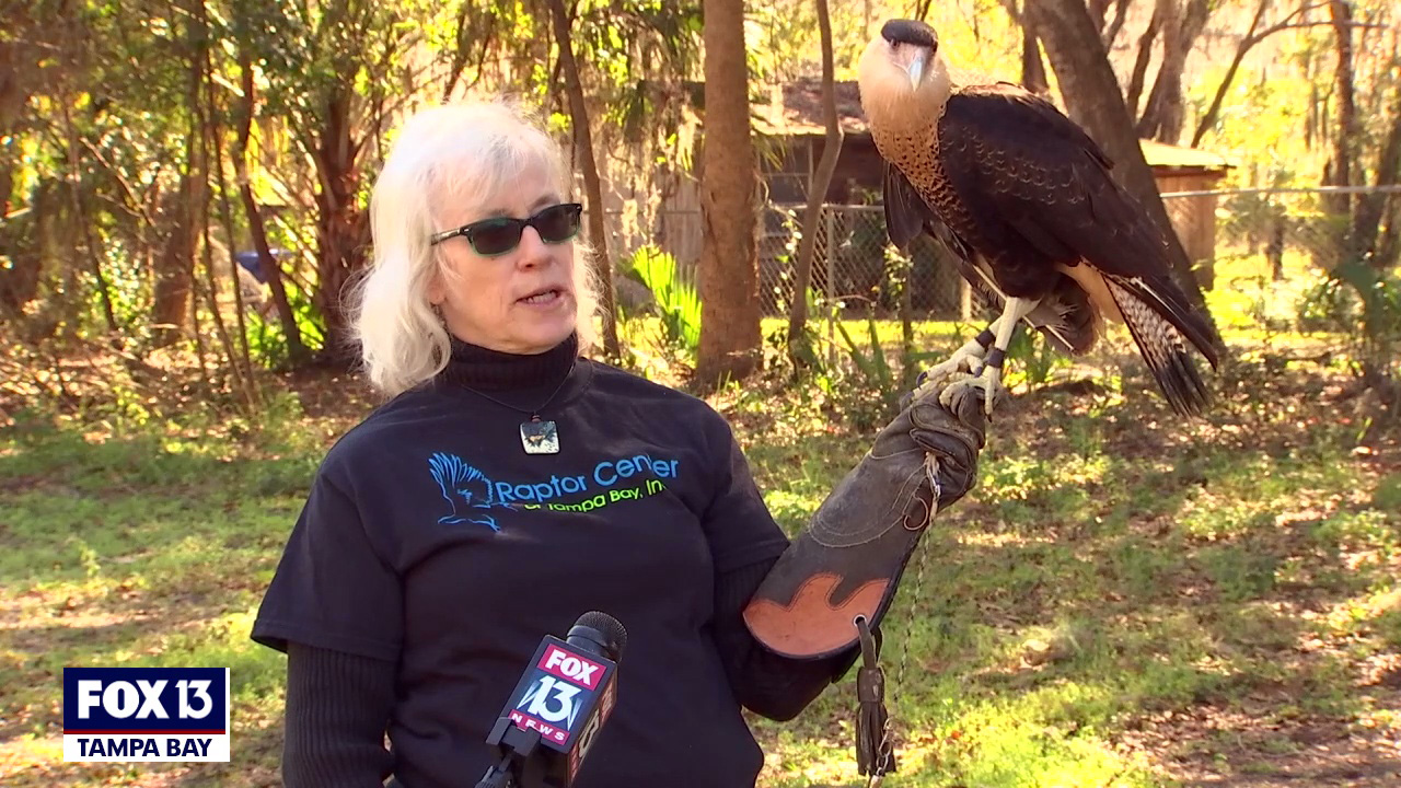 The mission of the Raptor Center of Tampa Bay