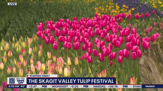 Skagit Valley Tulip Festival kicks off