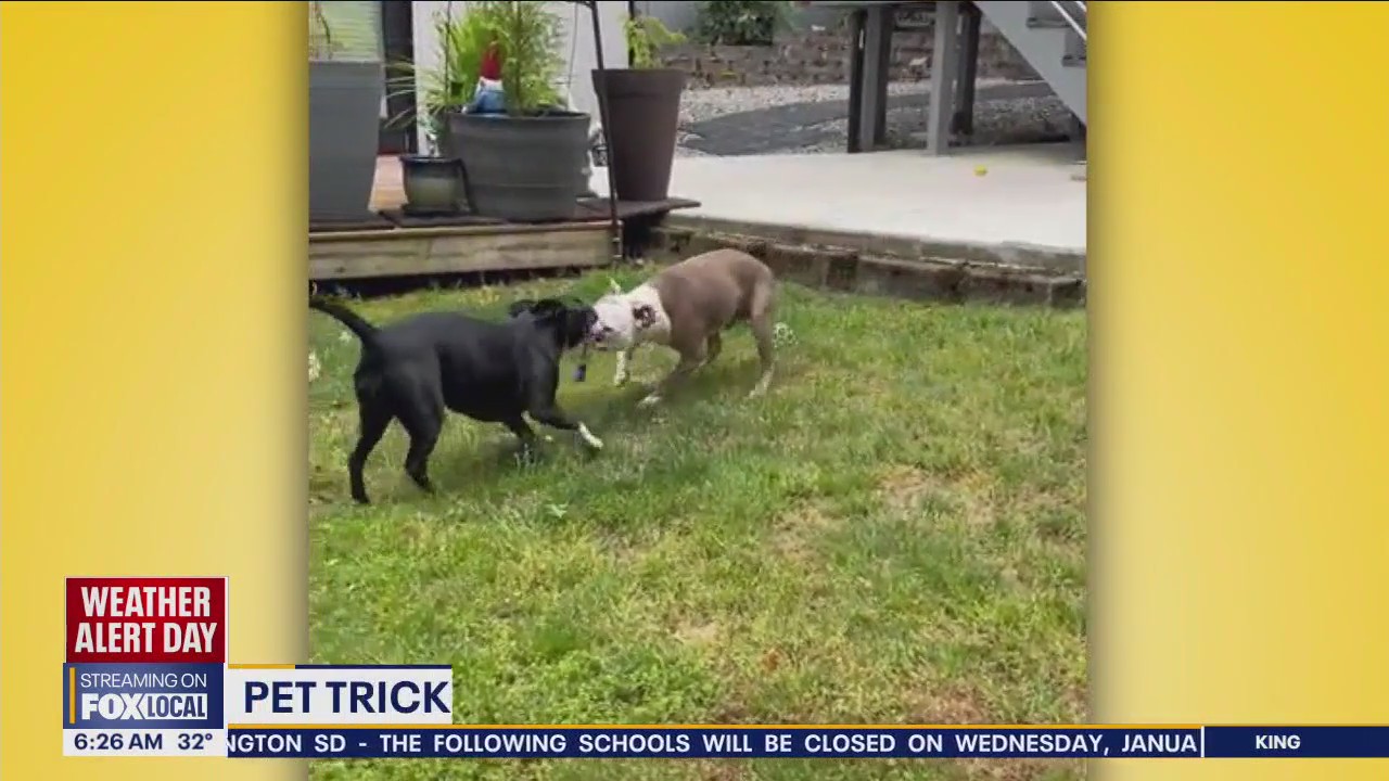 Pet Tricks for Wednesday, January 17