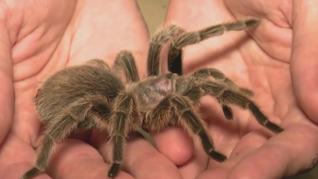 Tarantulas steal the show at Brookfield Zoo Chicago
