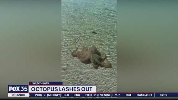 Wild Things: Octopus caught on camera lashing out, zoo animals celebrate Easter early, and more