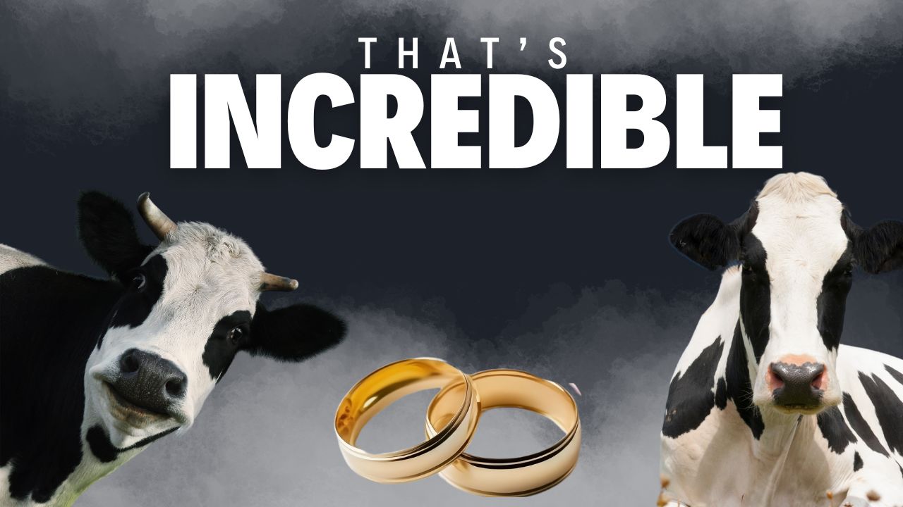 That's Incredible: Cow Weddings, Breaking Bad Sprays & Fancy Water Tastings