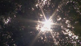 Debate over Edina's tree protection policies