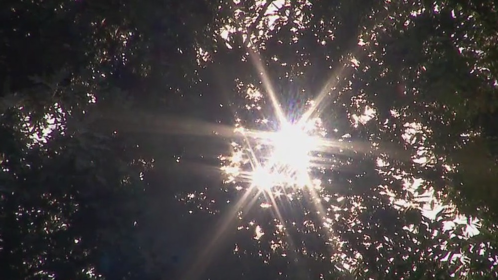 Debate over Edina's tree protection policies