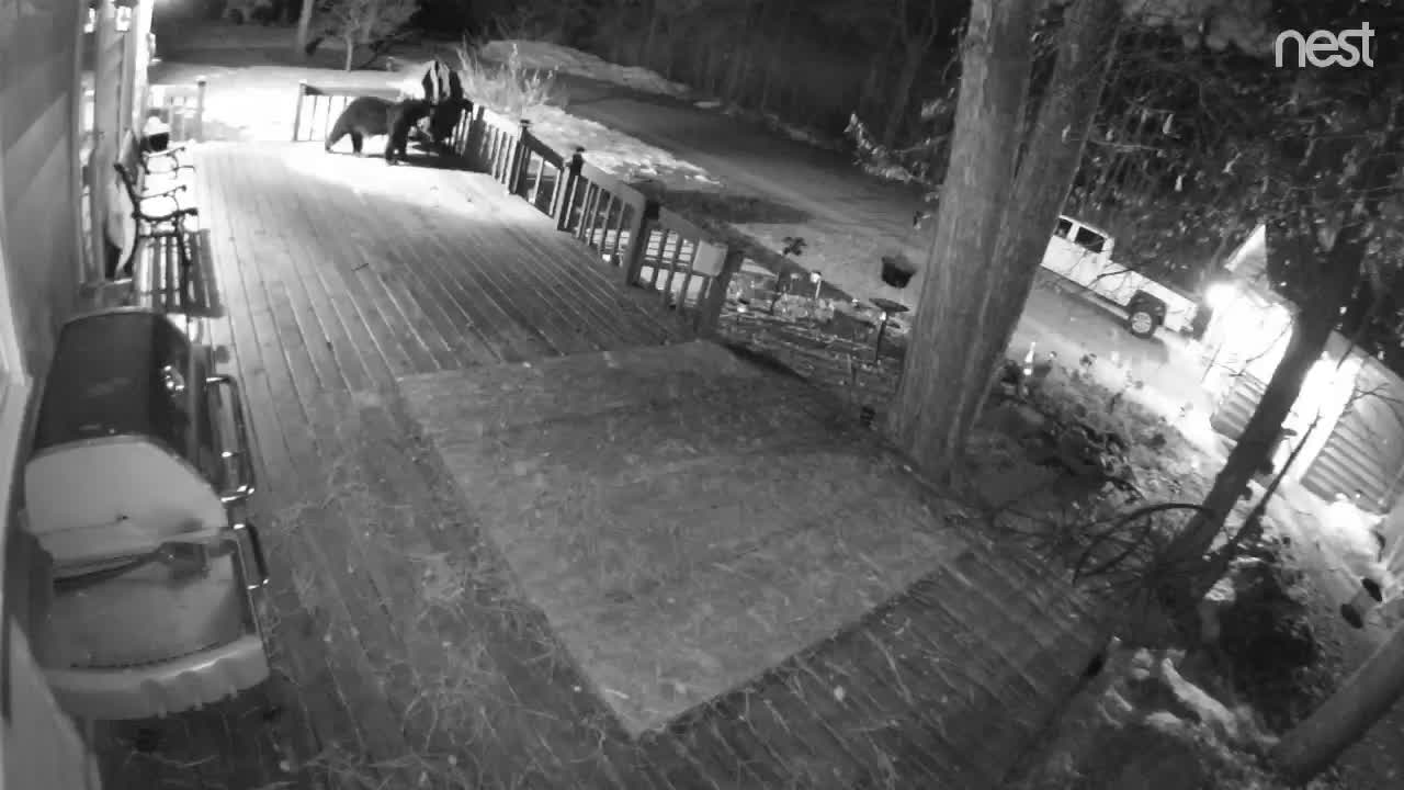 Bear makes surprise visit to house in Brainerd, Minn.
