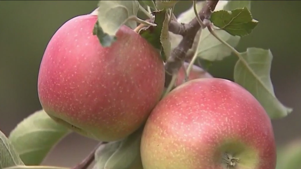 An apple a day...is a good idea