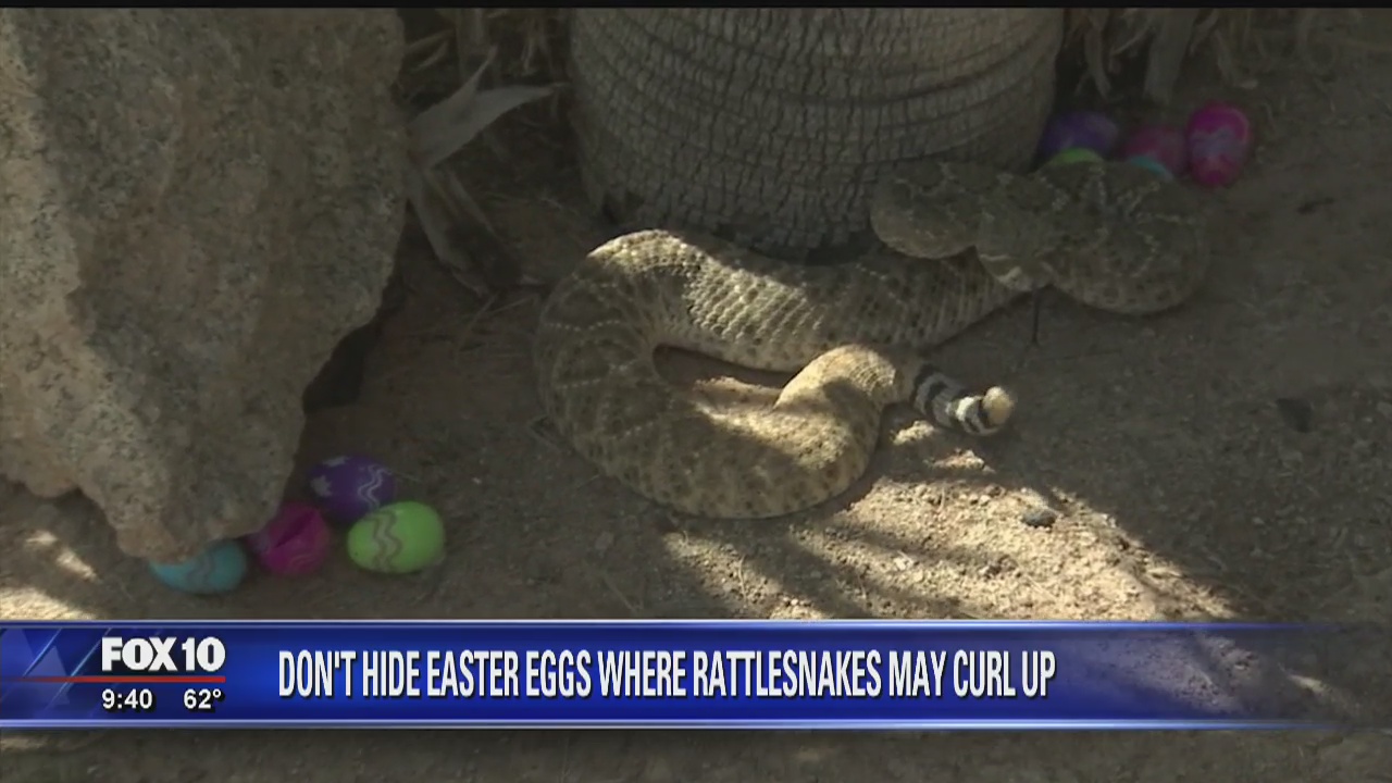 Cory's Corner: Phoenix Herpetological Society