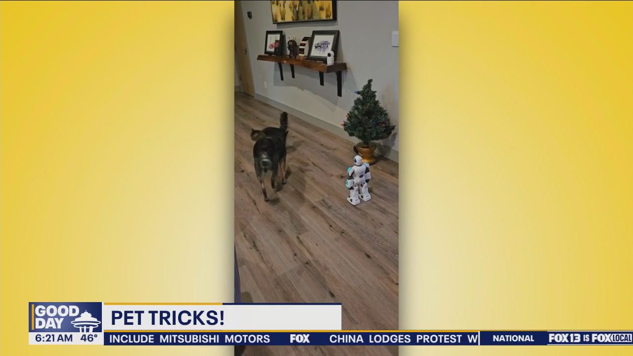 Pet Tricks for Monday, December 23