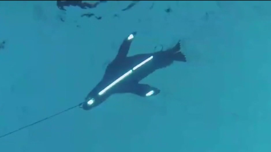 Deterring shark attacks with LED lights