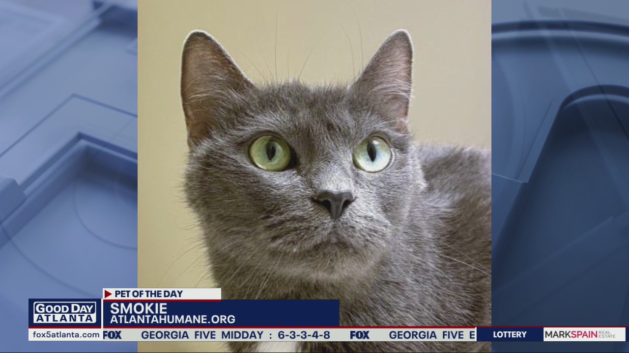 Pet of the Day from the Atlanta Humane Society