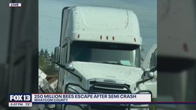 70,000 pounds of bees escape after semi overturns in Whatcom County, WA