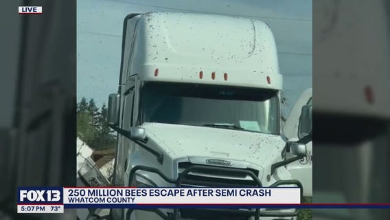 70,000 pounds of bees escape after semi overturns in Whatcom County, WA