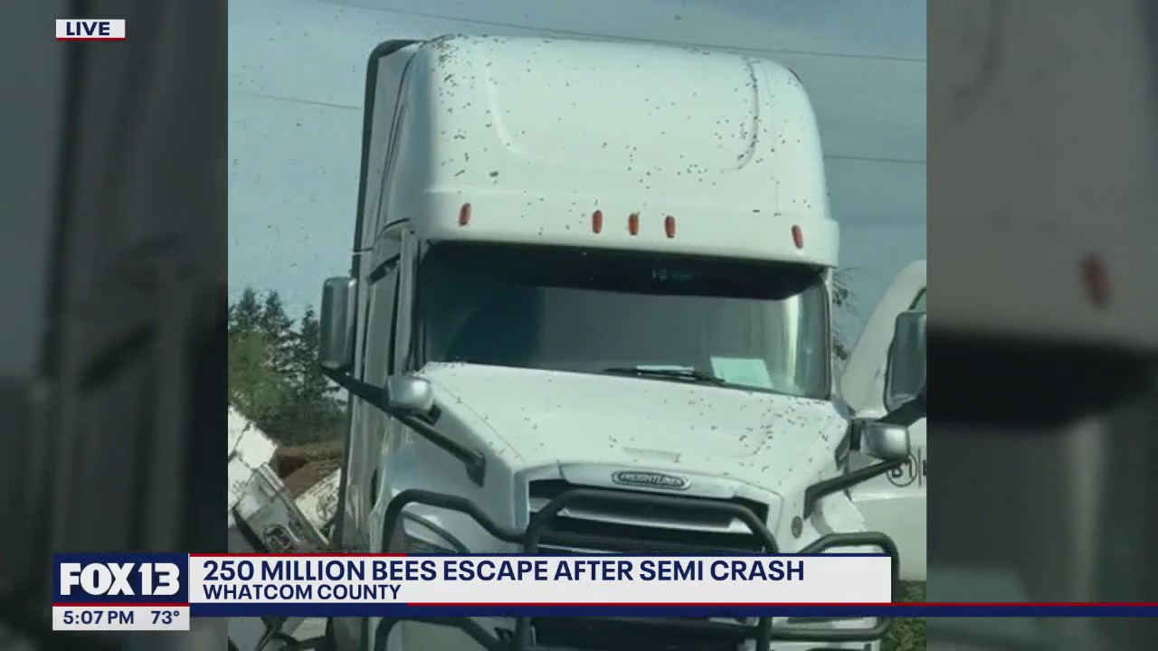 70,000 pounds of bees escape after semi overturns in Whatcom County, WA