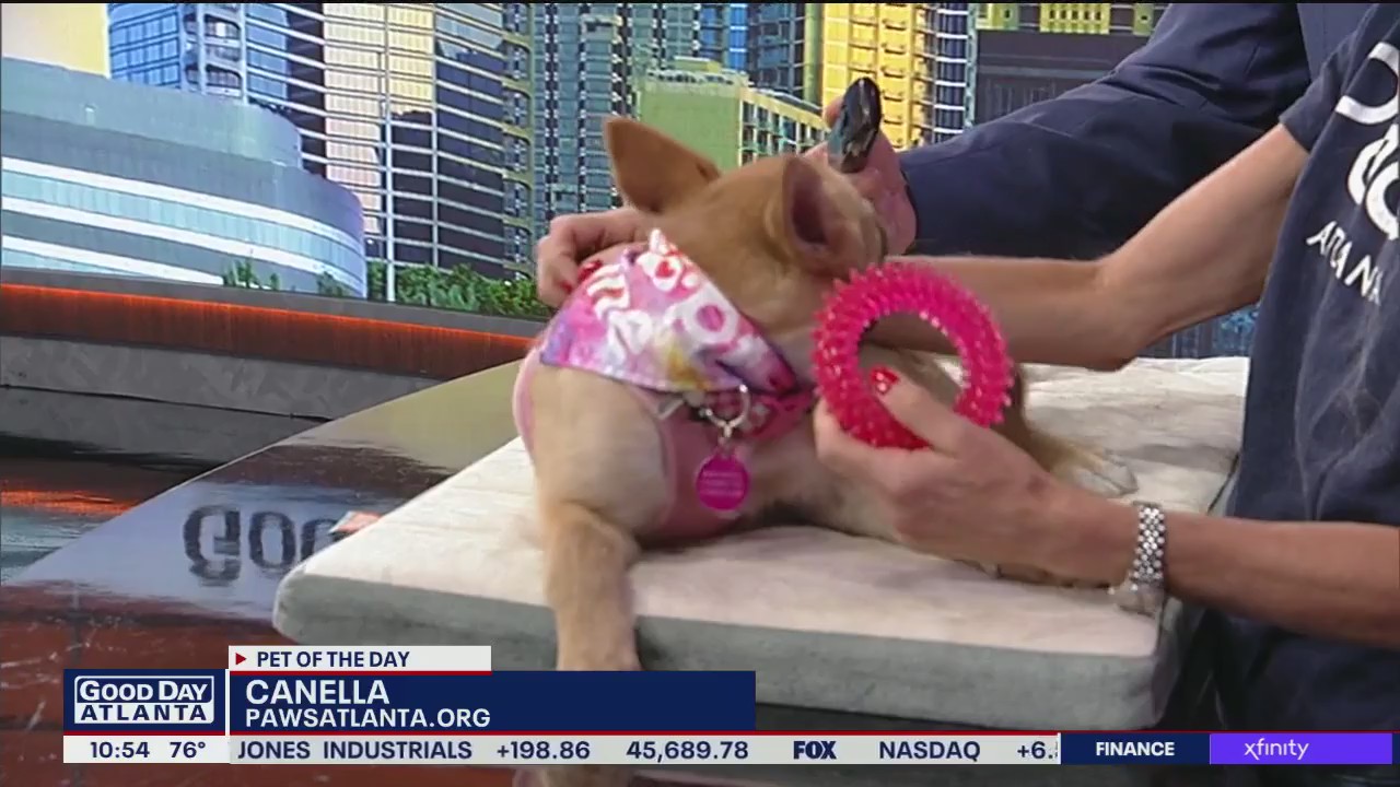 Meet Canella: Our Pet of the Day