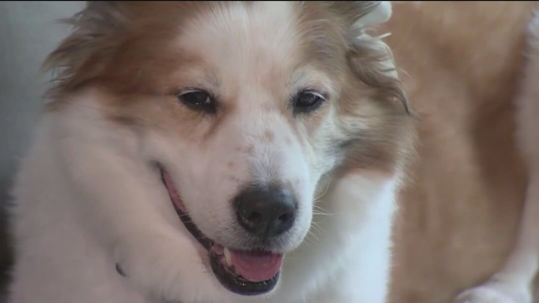 Keeping pets safe on Thanksgiving