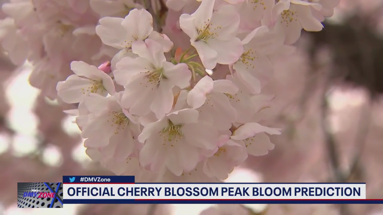 Cherry blossom peak bloom dates revealed