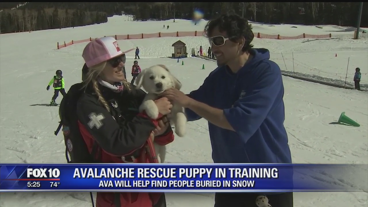 Rescue puppy undergoes training at Snowbowl
