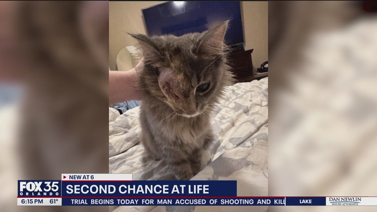 Shot, abandoned ‘Gracie' finds new home for the holidays