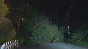 Tree falls, takes down power lines in Brentwood