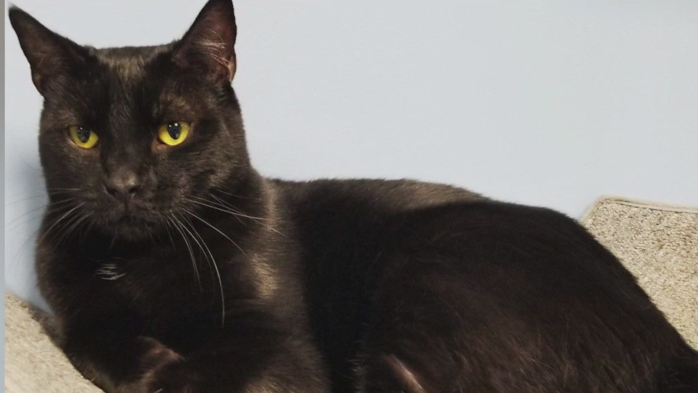 Meet Legend: Today's Pet of the Day