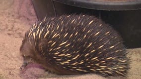 Echidnas get right to the point at Brookfield Zoo Chicago