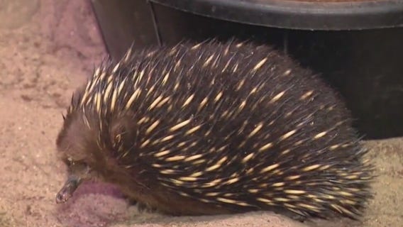 Echidnas get right to the point at Brookfield Zoo Chicago