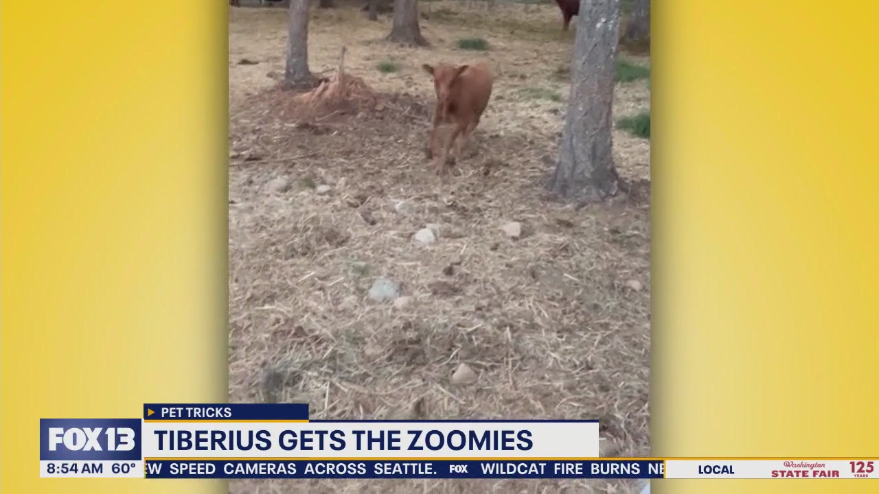 Pet Tricks for Thursday, September 4