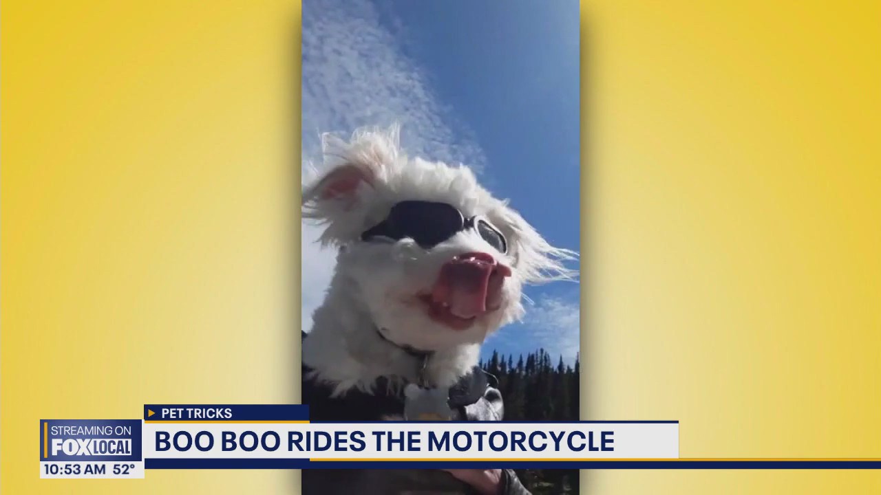 Good Day Pet Tricks for Thursday, Nov. 6