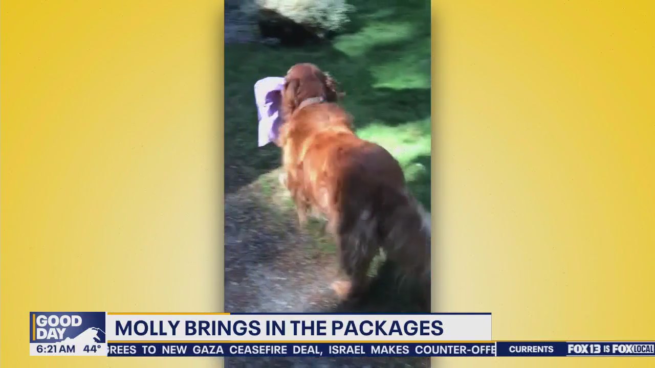 Pet Tricks for Monday, March 31