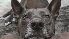 Police suspect postal worker shot dog in Mankato