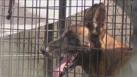 Monsoon: AZ dog rescue impacted by powerful storm