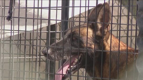 Monsoon: AZ dog rescue impacted by powerful storm