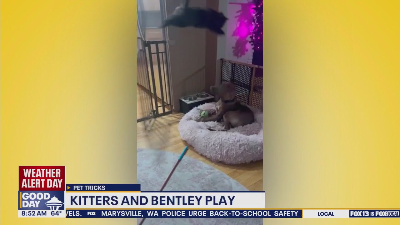 Good Day Pet Tricks for Tuesday, August 26