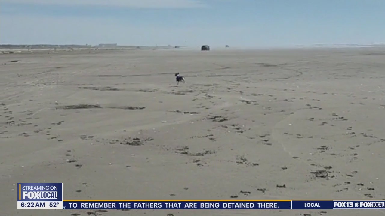 Pet Tricks for Tuesday, June 17