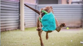 Adopt Georgia Peach at Austin Animal Center