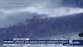 Update on Asian giant hornet nest
