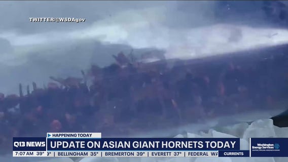 Update on Asian giant hornet nest