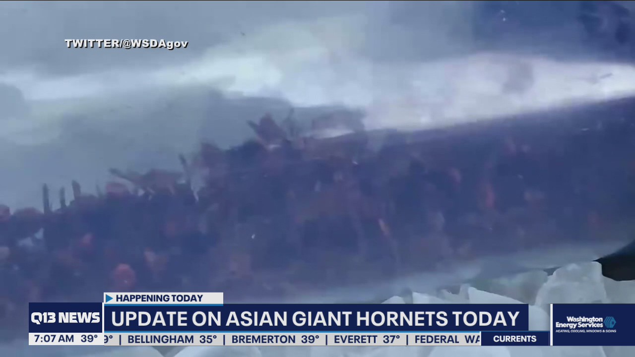 Update on Asian giant hornet nest