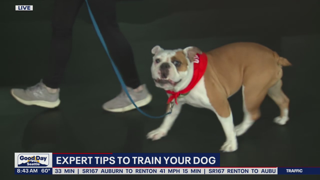 Expert tips to train your dog