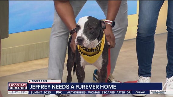 Adopt-A-Pet: Meet Jeffrey