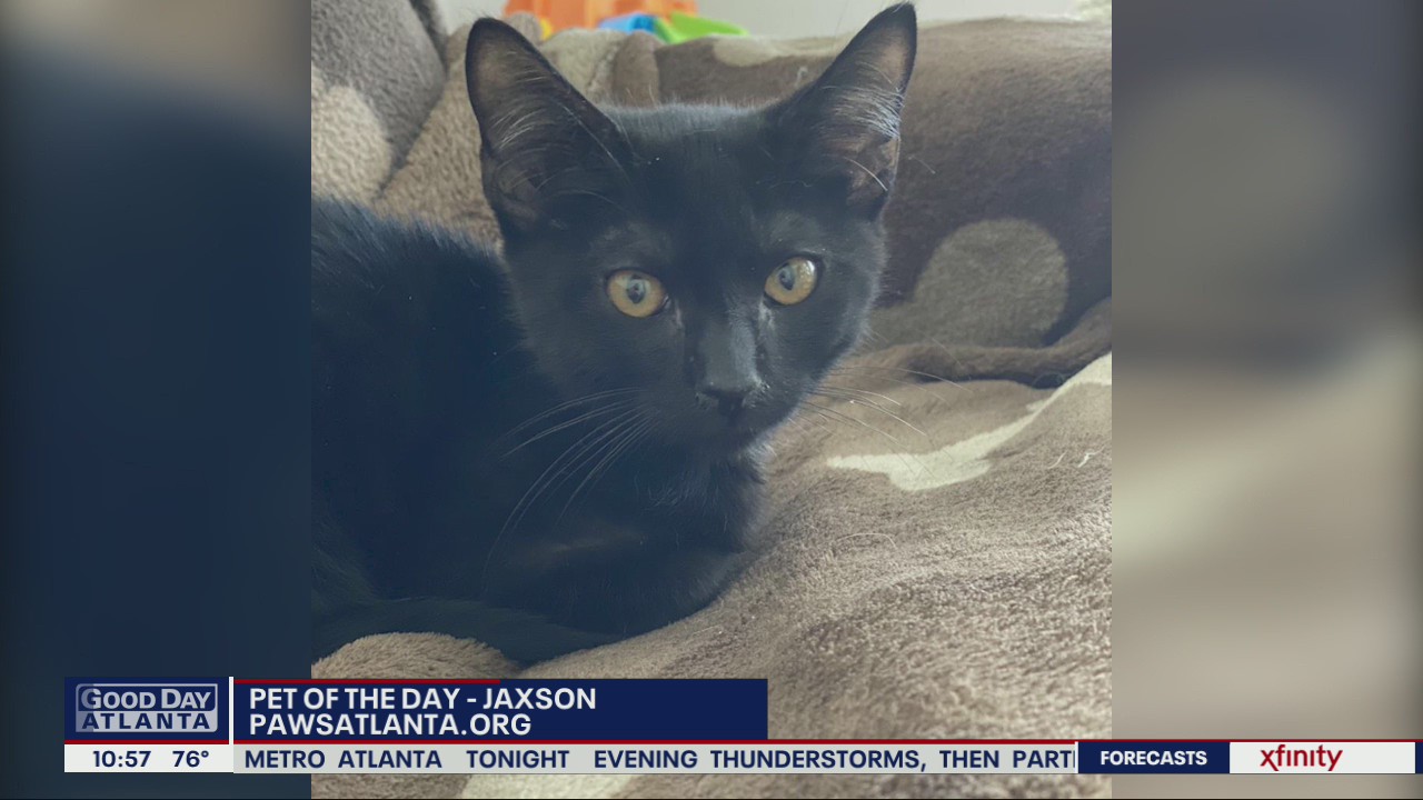 Pet of the Day from PAWS Atlanta