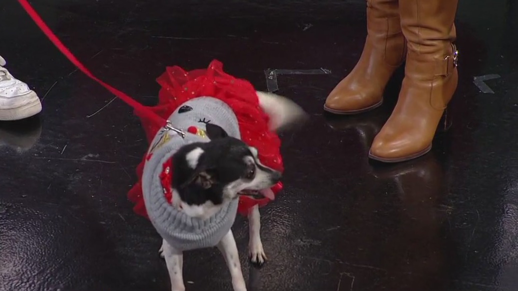 What to know before gifting a pet