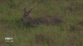 Minnesota DNR outlines plan for managing deer population