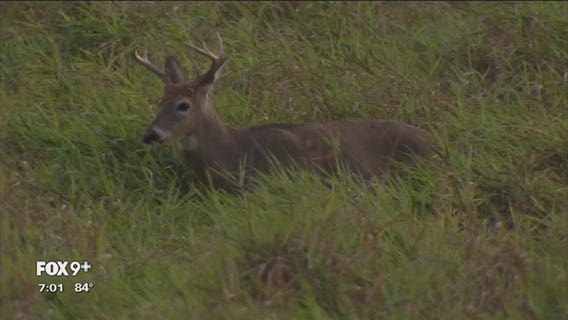 Minnesota DNR outlines plan for managing deer population
